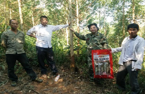 上思县南屏乡六秀大山杨老板使用53吨吉桉效果跟踪