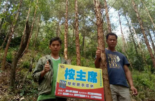 崇左扶绥县吉桉效果跟踪