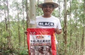 上思县逢通村使用吉桉效果跟踪