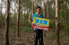 崇左山圩镇用桉主席，桉树爆皮快
