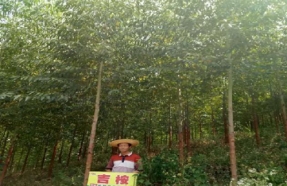崇左扶绥县吉桉效果跟踪