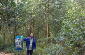 崇左扶绥县吉桉效果跟踪