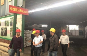 高效桉树肥基地展示
